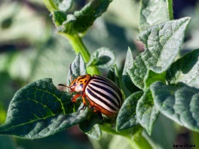 Getting Rid Of Potato Beetles: How To Kill Colorado Potato Beetle