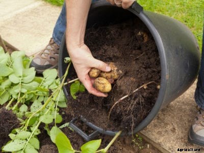 Container Potatoes – How To Grow Potatoes In A Container