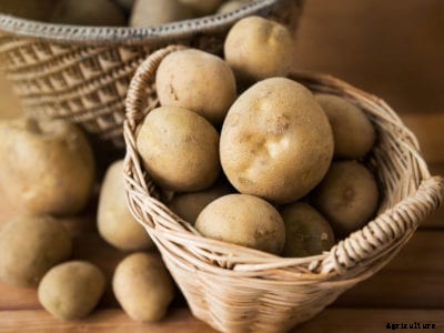 Potato Storing After Harvest: How To Keep Potatoes From The Garden