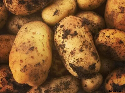 Information On Growing New Potatoes In Your Garden