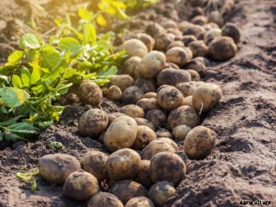 How And When To Harvest Potatoes