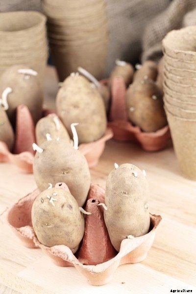 Sprouting Seed Potatoes – Learn More About Chitting Potatoes
