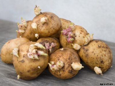 Fungicide For Seed Potatoes To Prevent Problems Growing Potatoes