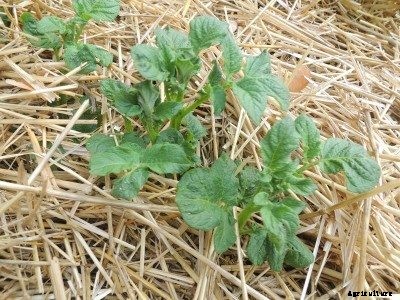 Tips For Growing Potatoes In Straw