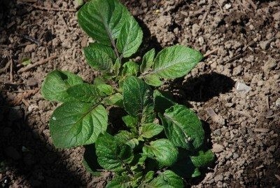 How To Grow Potatoes: When To Plant Potatoes