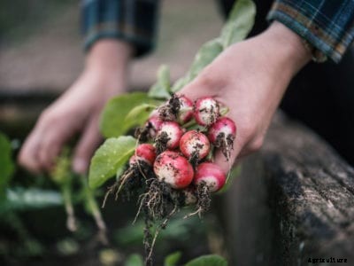 How To Fix Hot Radishes: Why Are My Radishes Too Hot To Eat