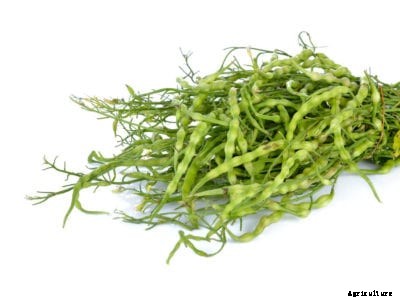 Eating Radish Seed Pods – Are Radish Seed Pods Edible
