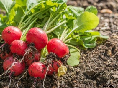 Black Root Of Radish : How To Treat A Radish With Black Root