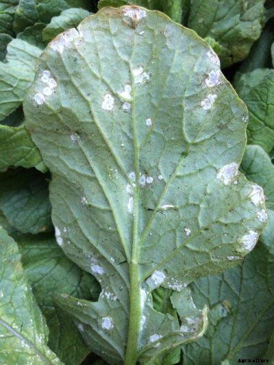 White Rust On Radishes: How To Treat A Radish With White Rust
