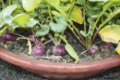 Radish Plant Has Yellow Leaves: Why Do Radish Leaves Turn Yellow