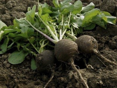 Black Radish Info: Learn How To Grow Black Radish Plants