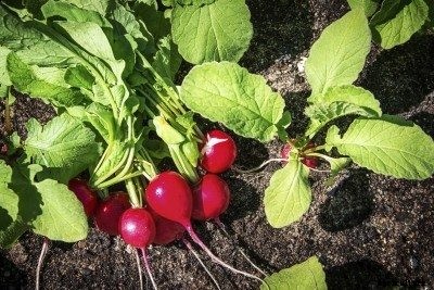 Radish Plant Fertilizer: Tips On Fertilizing Radish Plants