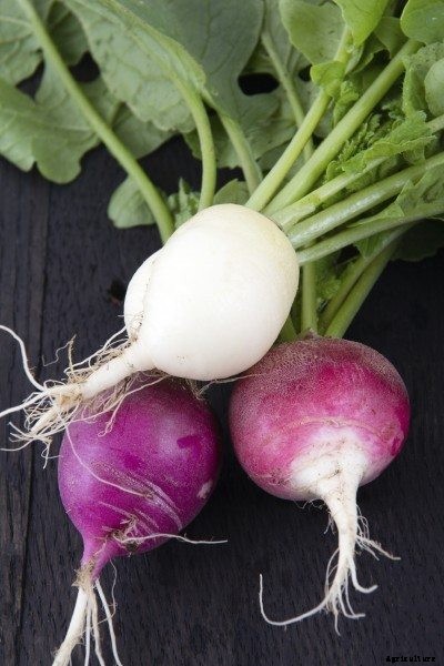 Varieties Of Radish: Guide To Different Types Of Radishes