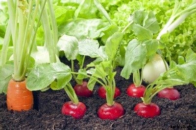 Radish Companion Plants: What Are The Best Companion Plants For Radishes