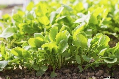 Can You Eat Radish Greens: How And When To Harvest Radish Leaves