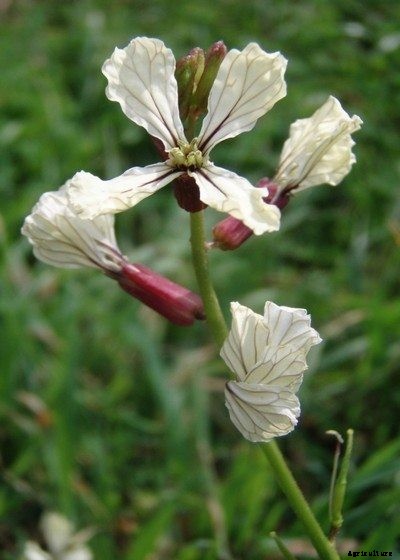 Wild Radish Control: How To Manage Wild Radish Plants