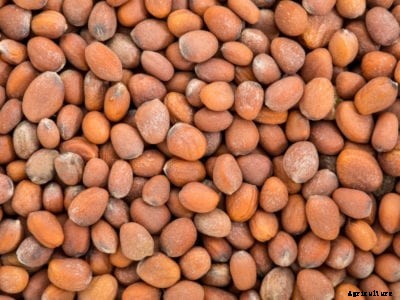 Radish Seed Saving: How To Harvest Radish Seed Pods