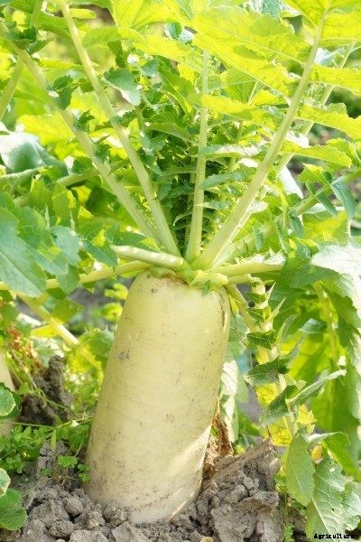 What Is Daikon: Learn How To Grow Daikon Radish Plants