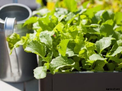 Radish Container Care: How To Grow Radishes In Containers