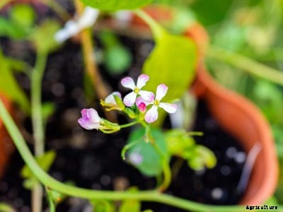 Flowering Radish Plant – Dealing With Radishes Bolting