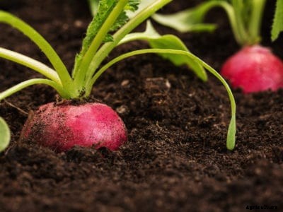 Growing Radishes – How To Grow A Radish