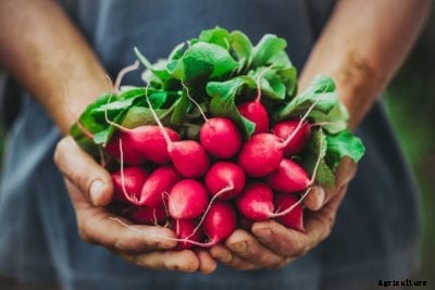 How To Pick Radish: When Do I Harvest Radishes