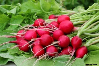 Radish Planting Tips: How To Plant Radishes In The Garden