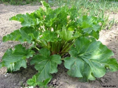 Victoria Rhubarb Care – How To Grow Victoria Rhubarb Plants