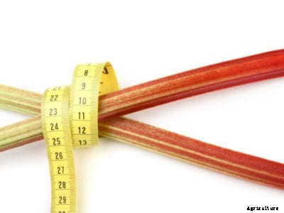 Help, My Rhubarb Is Leggy – Reasons For Spindly Rhubarb Stalks