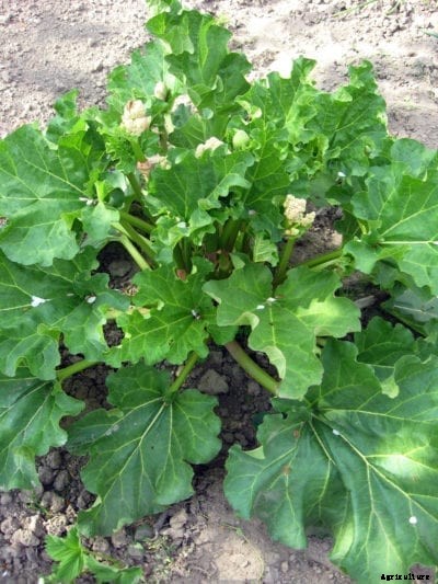 Planting Riverside Giant Rhubarb: How To Grow Giant Rhubarb Plants