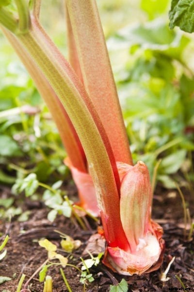 Sunrise Rhubarb Variety – How To Grow Sunrise Rhubarb Plants