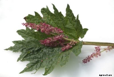 Ornamental Rhubarb Care: How To Grow A Chinese Rhubarb Plant