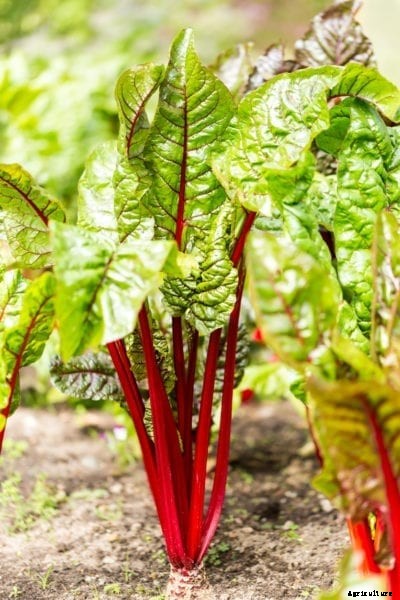 Crimson Cherry Rhubarb Info: How To Grow Crimson Cherry Rhubarb Plants