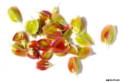 Rhubarb Seed Growing: Can You Plant Rhubarb From Seeds