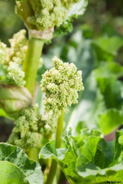 Rhubarb Plant Seeds – How To Collect Rhubarb Seeds For Planting