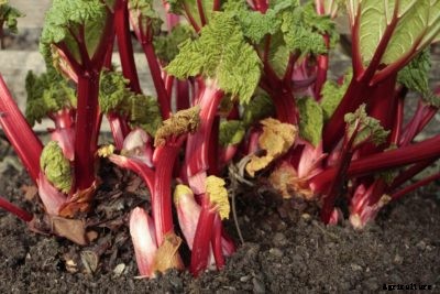 Rhubarb Forcing: How To Force Rhubarb Plants