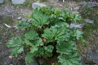 What Is Himalayan Rhubarb – Growing Himalayan Rhubarb In The Garden