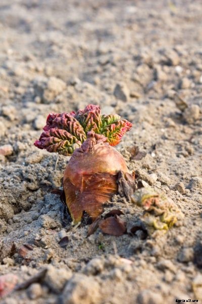 Planting Bare Root Rhubarb – Learn When To Plant Dormant Rhubarb Roots
