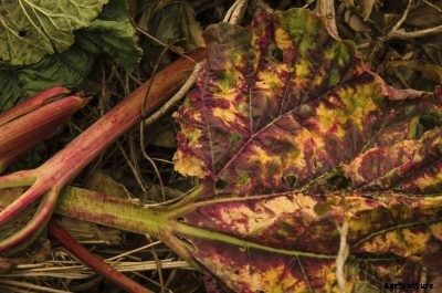 Can You Compost Rhubarb Leaves – How To Compost Rhubarb Leaves