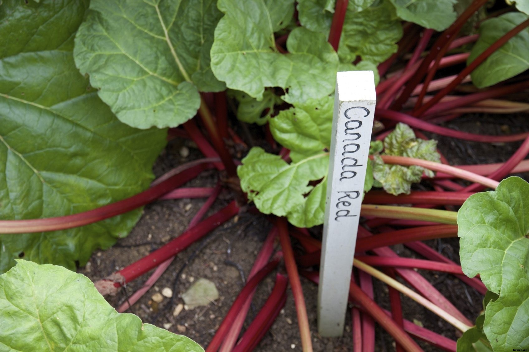 Rhubarb Varieties: Types Of Rhubarb For The Garden