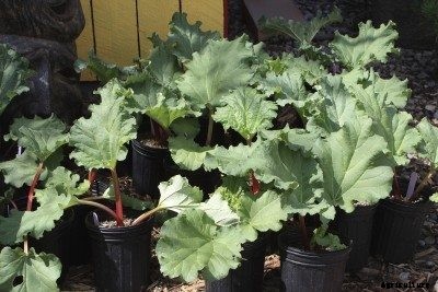 Will Rhubarb Grow In Containers – Tips For Growing Rhubarb In Pots