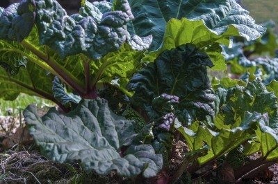 Rhubarb Growing In Hot Climates – Tips On Planting Rhubarb In The South