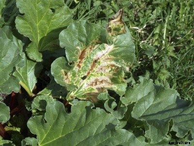 Rhubarb Rust Spots: Treating Brown Splotches On Rhubarb