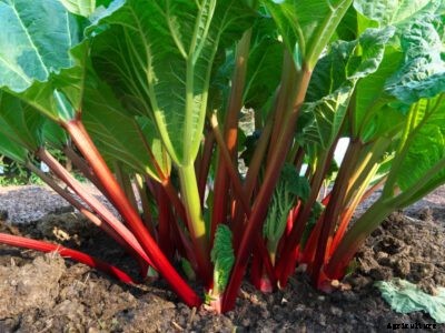 Dividing Rhubarb Plants: How And When To Divide Rhubarb
