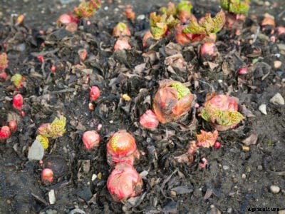 Over Wintering Rhubarb: Tips For Protecting Rhubarb In Winter