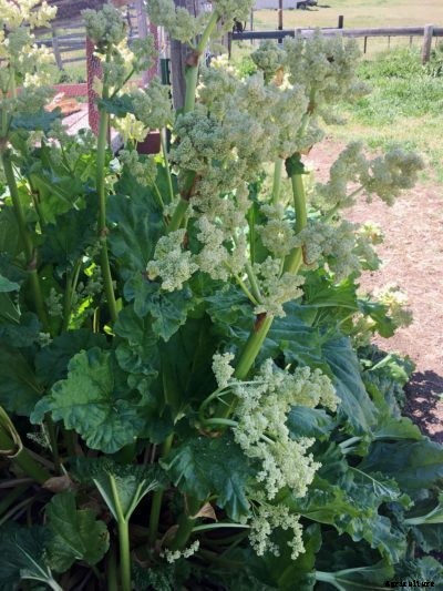 Rhubarb Flowers: What To Do When Rhubarb Goes To Seed