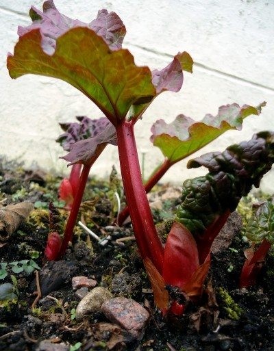 Planting Rhubarb: How To Grow Rhubarb
