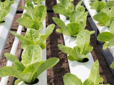 Hydroponic Spinach At Home: Growing Spinach Using Hydroponics