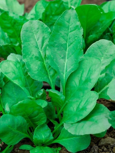 Spinach Shade Tolerance – Will Spinach Grow In The Shade