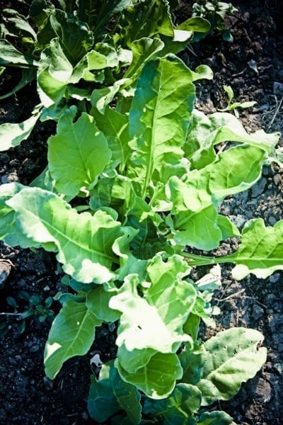 What Is Savoy Spinach – Savoy Spinach Uses And Care